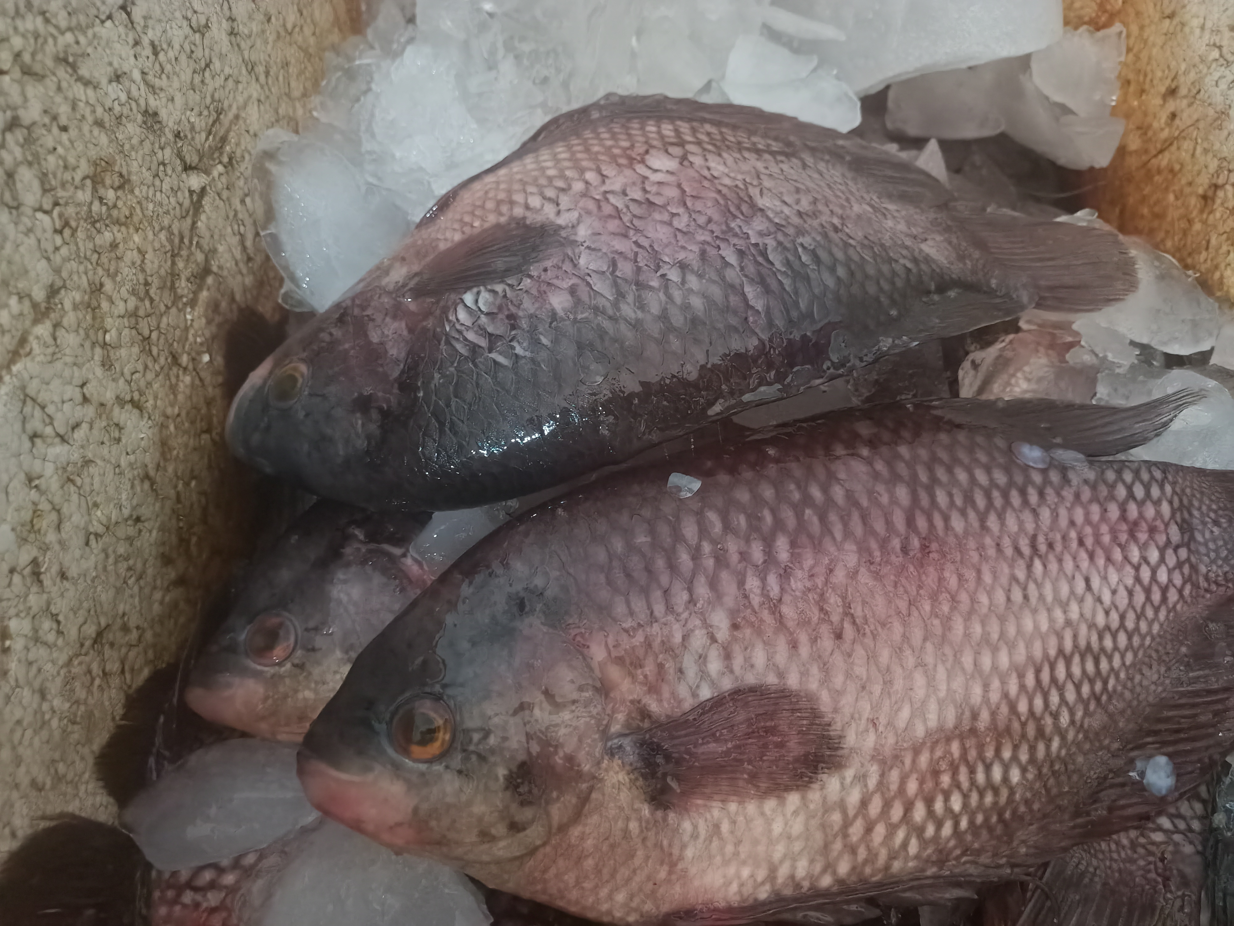 Ikan Gurami Segar