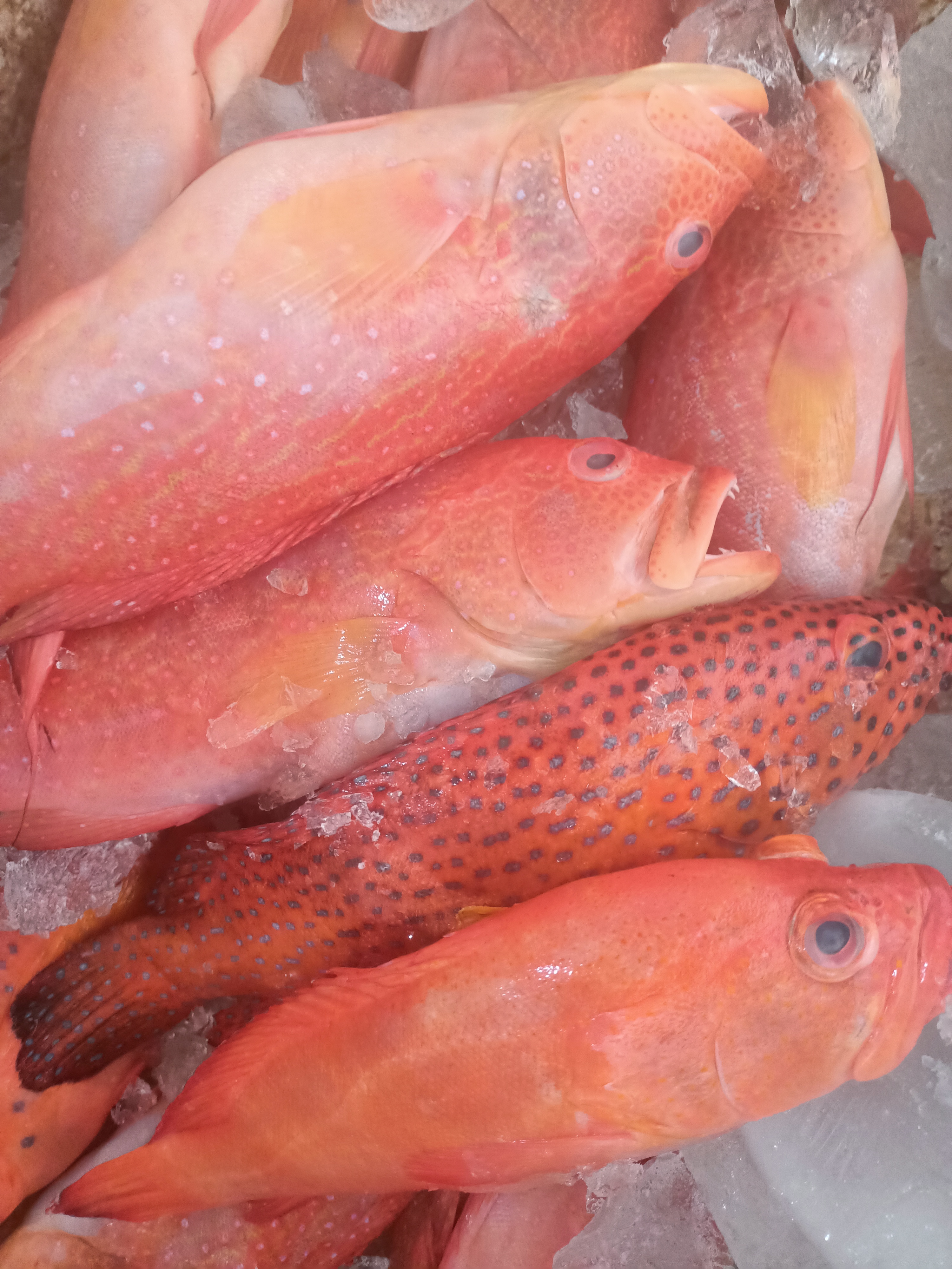 Ikan Kakap Segar