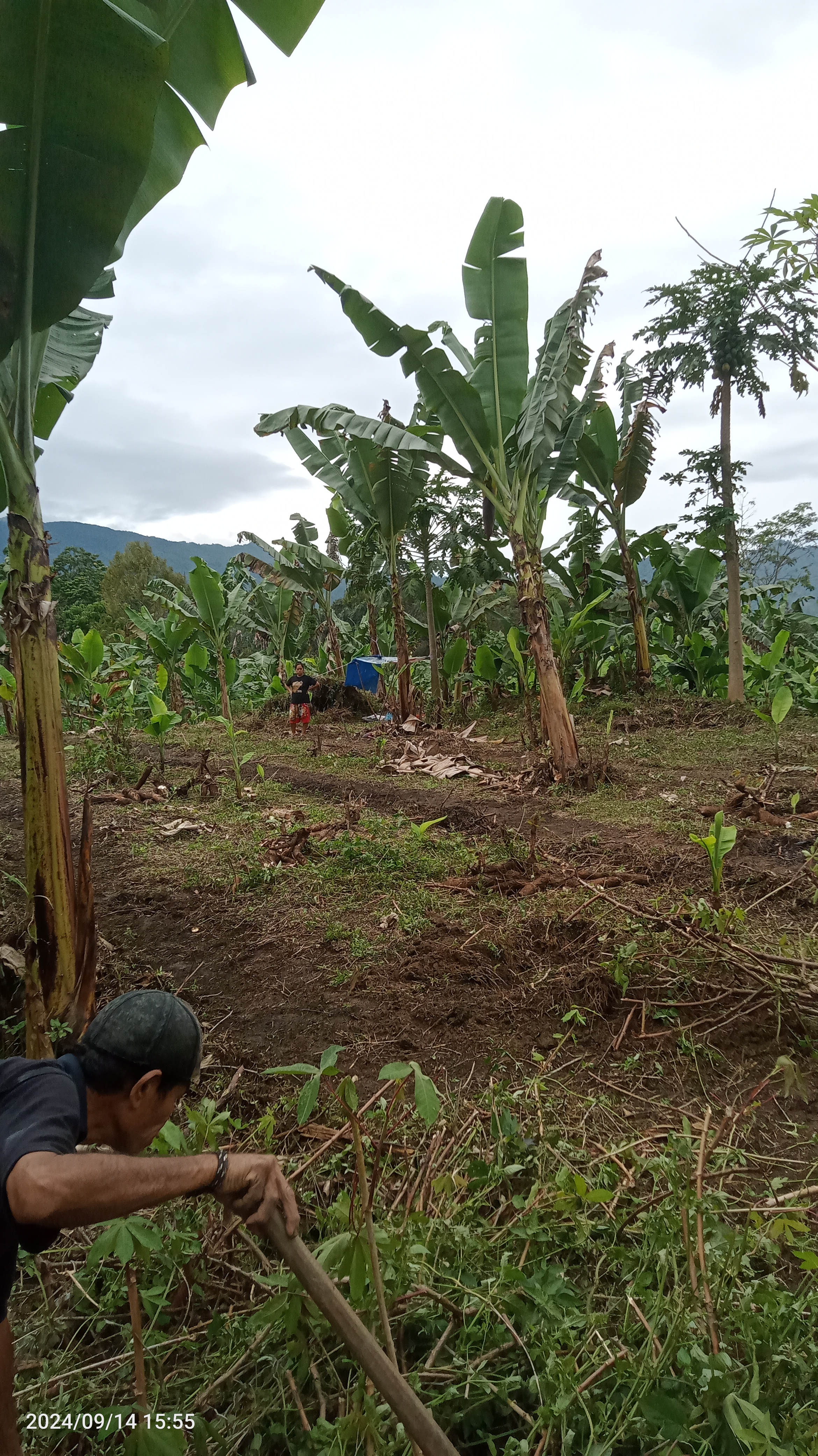 Pisang barangan